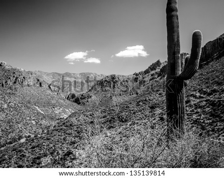 Black and white landscape of Arizona Cactus and mountains