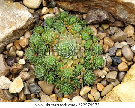 Hen and chicks plant