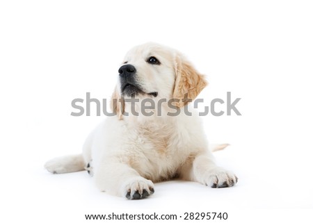 golden retriever puppy cute. stock photo : Cute golden retriever puppy lying isolated on white
