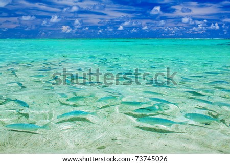 Plenty of fish in lagoon of tropical island