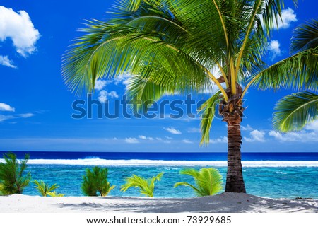 Single palm tree overlooking amazing blue lagoon