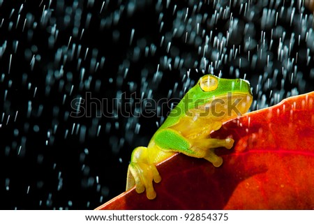 Little green tree frog sitting on red leaf in rain