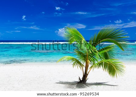 Single small palm tree hanging over stunning blue lagoon