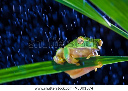 Little green tree frog sitting on green leaf in rain