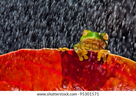 Little green tree frog sitting on red leaf in rain