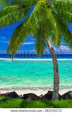 Single palm tree on amazing tropical beach on Rarotonga, Cook Islands
