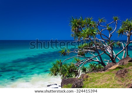Beach view with a tree in Burleigh Heads National Park, Gold Coast, Australia