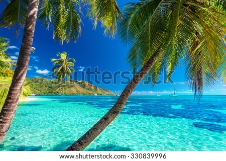 Palm trees on a tropical beach with a blue sea on Moorea, Tahiti island