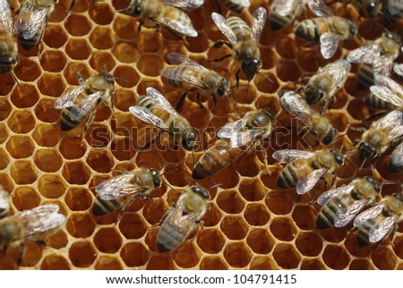 Queen and Her Worker Bees:  A queen bee on a honey comb being attended by worker bees