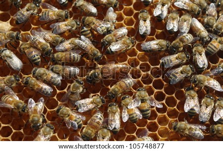 Queen Bee On Comb with Worker Bees:  A queen bee on a honeycomb with worker bees attending to her needs