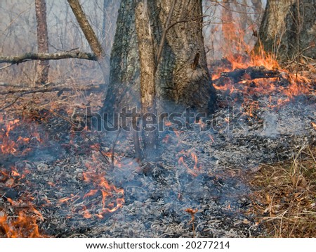 A closeup of forest ground fire.