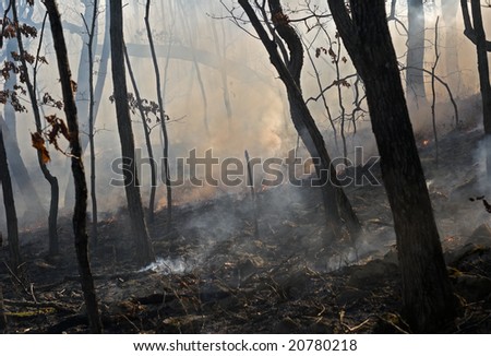 A fire in leafy forest. Autumn.