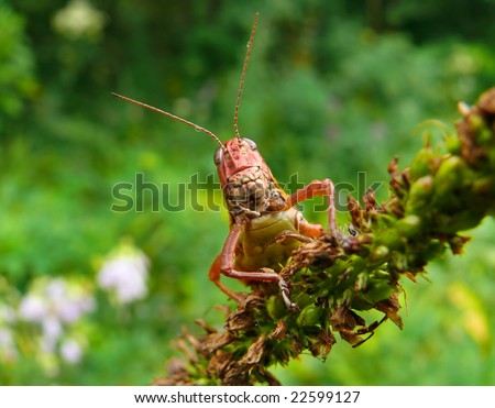 A close up of a grasshopper with very big teeth.