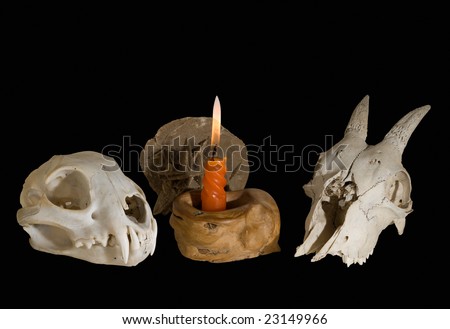 Two skulls of animals and fossil at the burned candle.