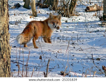 The red fox is eating a big mouse among a snowy glade.