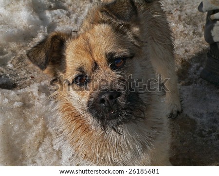 Beard Dog