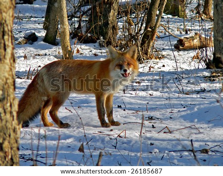 The red fox is eating a mouse.