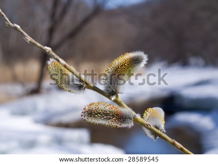 A close up of the branch of blooming willow above river.