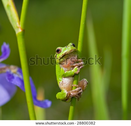 Hyla Frog