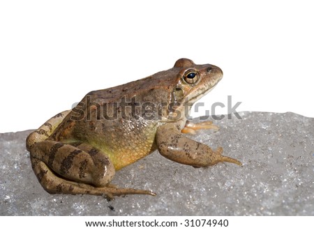 Frog On Ice