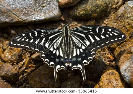 A close up of the butterfly swallowtail (Papilio xuthus). Isolated on white,