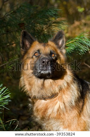 A portrait close up of the German shepherd (dog) in forest.