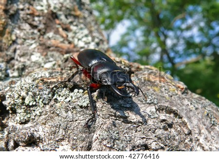 A close up of a stag-beetle on tree.