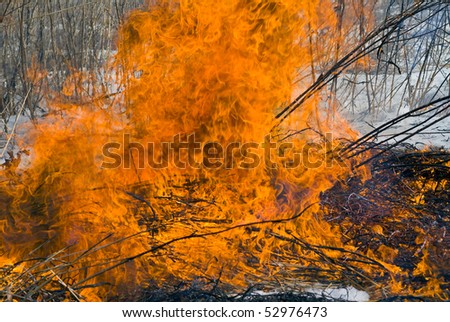 A close up of the flame of brushfire. Early spring.