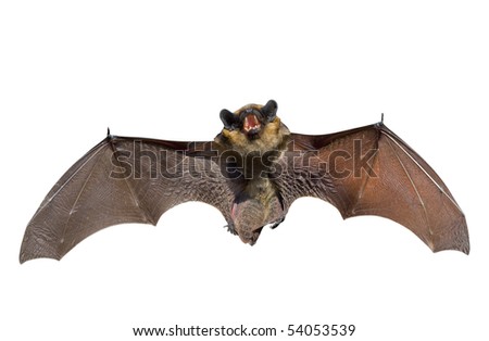 Bats Up Close