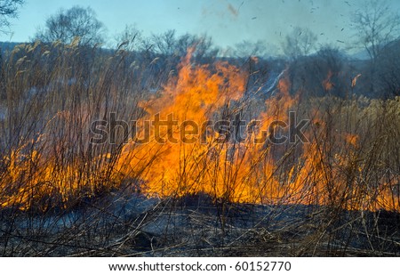 A close up of the flame of brushfire. Spring.