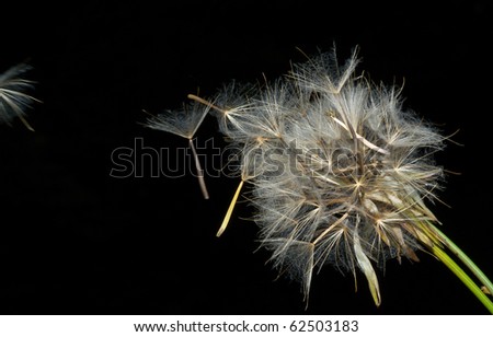 A close up of the dandelion with flying seeds.