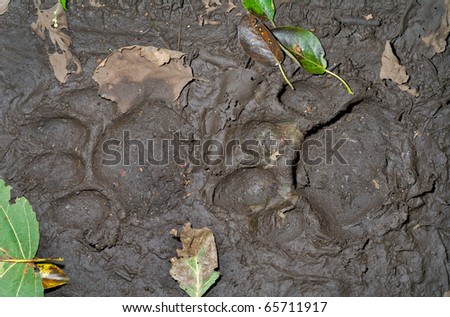 A close up of the footprints of Siberian tiger on ground.