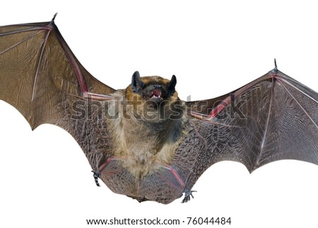 Bat Close Up