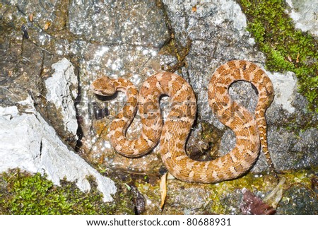 A close up of the venomous snake (Agkistrodon saxatilis) on stone.
