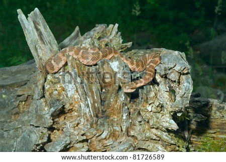 A close up of the venomous snake (Agkistrodon saxatilis) on stump.