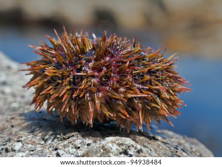 A close up of the sea-urchin on stone at sea.