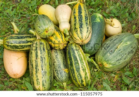 A heap of the vegetable marrows on grass.