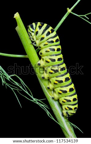 A close up of the caterpillar (Papilio xuthus) on dill. Isolated on black.