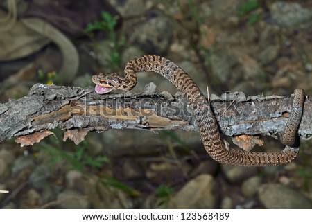 A close up of the young venomous snake (Agkistrodon saxatilis) on dry tree.