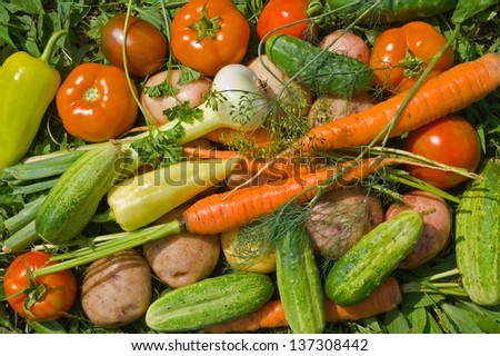 A close up of the fresh vegetables: carrot; onion; tomato; pepper; cucumbers; potato; parsley; dill.