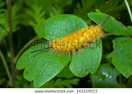A close up of the yellow haired caterpillar on leaf.