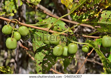 A close up of the berries on Far-East (Actinidia arguta) (hardy kiwi).