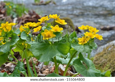 A close up of the flowers of kingcup (Caltha palustris) at river.