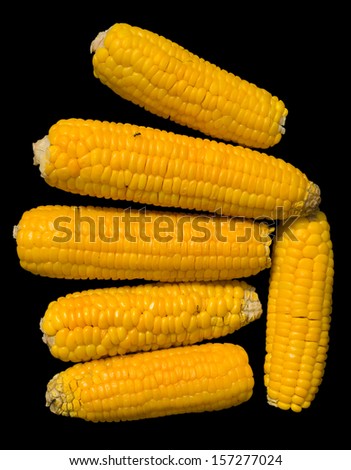 A close up of the corn ears. Isolated on black.