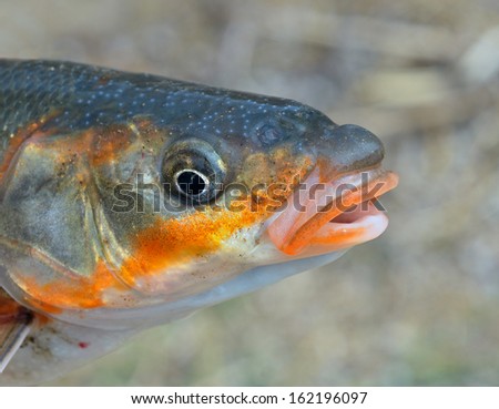 A close up of the head fish (Leuciscus brandti).