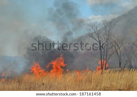 A landscape on brushfire: flame, smoke, ash, trees and sky.