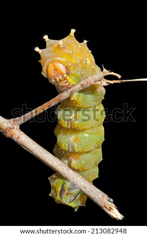 A close up of the yellow haired caterpillar. Isolated on black.
