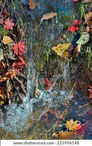 A close up of the riffle on very small river with autumn leaves in jets.