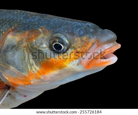 A close up of the head fish (Leuciscus brandti). Isolated on black.