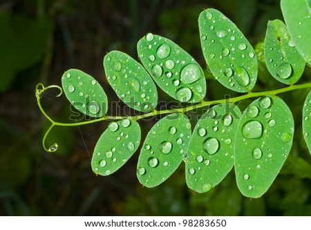 A close up of the leaves with raindrops.